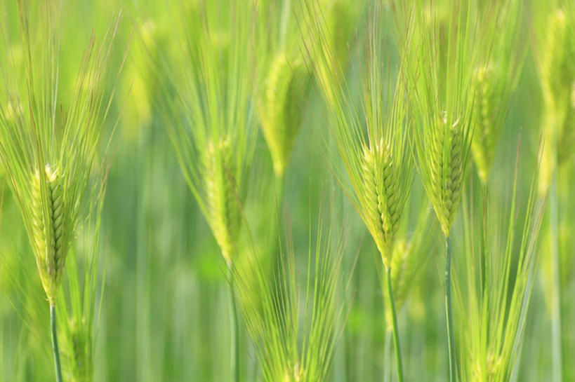 无人,农田,横图,俯视,室外,白天,仰视,旅游,度假,庄稼,农作物,小麦,草地,草坪,美景,植物,长野县,日本,亚洲,朦胧,模糊,景观,谷物,娱乐,草,绿色,自然,享受,休闲,稻谷,稻子,景色,放松,麦子,自然风光,东亚,本州,本州岛,日本国,中部地方,长野,彩图,低角度拍摄,高角度拍摄,耕地,庄稼田