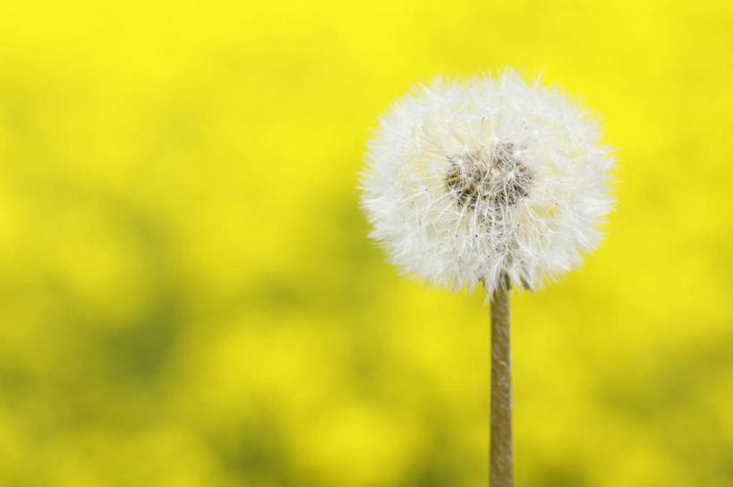 无人,横图,室外,特写,白天,正面,爱情,旅游,度假,草地,草坪,美景,植物,蒲公英,长野县,日本,亚洲,朦胧,模糊,盛开,景观,花蕾,娱乐,草,花,花瓣,花朵,鲜花,一朵,黄色,绿色,白色,自然,花苞,花蕊,油菜花,享受,休闲,景色,放松,自然风光,东亚,本州,本州岛,日本国,中部地方,长野,开朗,蒲公草,尿床草,彩图,芸苔,芸薹
