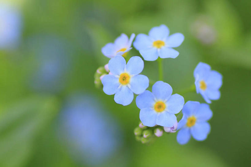 无人,横图,室外,特写,白天,正面,旅游,度假,草地,草坪,美景,植物,勿忘我,长野县,日本,亚洲,许多,阴影,朦胧,模糊,盛开,光线,影子,景观,花蕾,娱乐,草,花,花瓣,花朵,鲜花,蓝色,绿色,阳光,自然,花苞,花蕊,享受,休闲,景色,放松,自然风光,东亚,本州,本州岛,日本国,中部地方,长野,星辰花,勿忘草,斯太菊,矶松,彩图