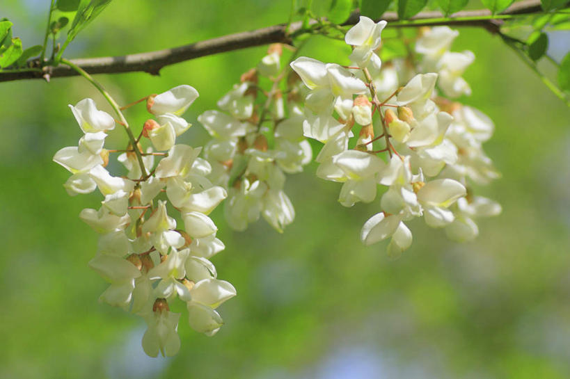 无人,横图,室外,特写,白天,正面,旅游,度假,友谊,草地,草坪,美景,植物,长野县,日本,亚洲,许多,阴影,朦胧,模糊,盛开,光线,影子,景观,花蕾,娱乐,草,花,花瓣,花朵,鲜花,树,树木,绿色,白色,阳光,自然,花苞,花蕊,享受,休闲,景色,放松,生长,成长,刺槐,自然风光,东亚,本州,本州岛,日本国,中部地方,长野,刺槐花,友情,彩图