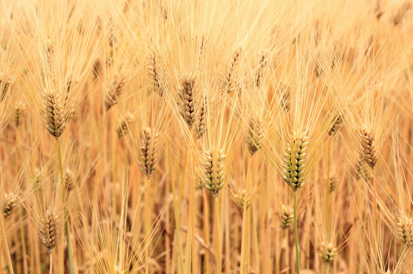 无人,农田,横图,俯视,室外,白天,旅游,度假,农业,庄稼,农作物,小麦,美景,秋季,长野县,日本,亚洲,阴影,丰收,光线,影子,稻田,景观,谷物,娱乐,阳光,自然,享受,休闲,金色,稻谷,稻子,景色,放松,麦子,收获,自然风光,东亚,本州,本州岛,日本国,中部地方,长野,秋,秋天,彩图,高角度拍摄,耕地,庄稼田