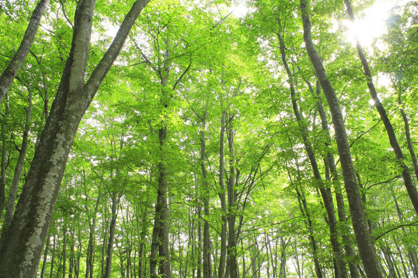 无人,横图,室外,白天,仰视,旅游,度假,草地,草坪,美景,植物,长野县,日本,亚洲,阴影,光线,影子,景观,娱乐,草,树,树木,蓝色,绿色,蓝天,天空,阳光,自然,天,享受,休闲,景色,放松,遮,遮掩,生长,成长,掩盖,遮挡,自然风光,东亚,遮盖,本州,本州岛,日本国,中部地方,长野,掩饰,彩图,低角度拍摄