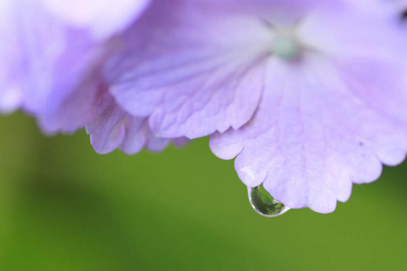 无人,横图,室外,特写,白天,正面,旅游,度假,草地,草坪,美景,水,植物,长野县,日本,亚洲,许多,阴影,朦胧,模糊,盛开,光线,液体,影子,景观,水滴,花蕾,娱乐,水珠,草,花,花瓣,花朵,鲜花,绿色,紫色,阳光,自然,露珠,花苞,花蕊,享受,休闲,景色,放松,自然风光,东亚,本州,本州岛,日本国,中部地方,长野,彩图