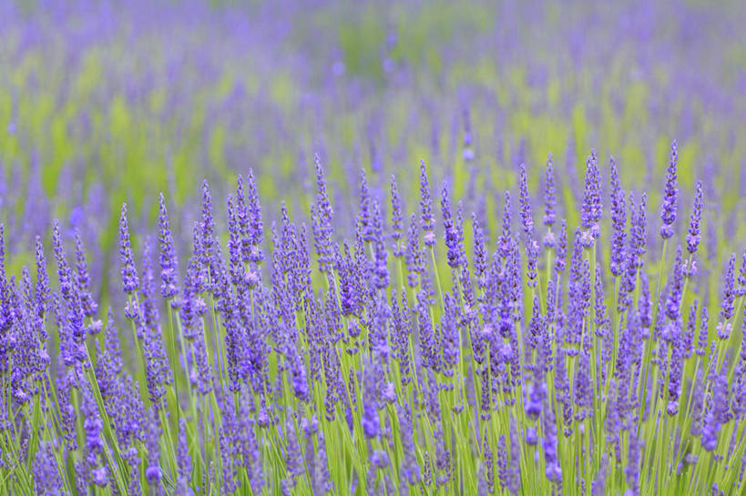 无人,横图,俯视,室外,特写,白天,旅游,度假,草地,草坪,花海,花圃,美景,植物,叶子,长野县,日本,亚洲,许多,阴影,朦胧,模糊,盛开,光线,影子,景观,花蕾,娱乐,草,花,花瓣,花朵,花卉,鲜花,绿色,紫色,阳光,自然,香草,花丛,花束,花田,花苞,花蕊,薰衣草,享受,休闲,景色,放松,自然风光,东亚,本州,本州岛,日本国,中部地方,长野,灵香草,黄香草,彩图,高角度拍摄