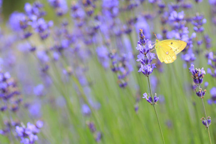 无人,横图,俯视,室外,特写,白天,旅游,度假,草地,草坪,花海,花圃,美景,植物,蝴蝶,叶子,长野县,日本,亚洲,许多,阴影,朦胧,模糊,盛开,飞行,光线,昆虫,影子,景观,花蕾,娱乐,草,花,花瓣,花朵,花卉,鲜花,一只,绿色,紫色,阳光,自然,动物,香草,花丛,花束,花田,花苞,花蕊,薰衣草,享受,休闲,景色,放松,自然风光,益虫,东亚,本州,本州岛,日本国,中部地方,长野,灵香草,黄香草,彩图,高角度拍摄