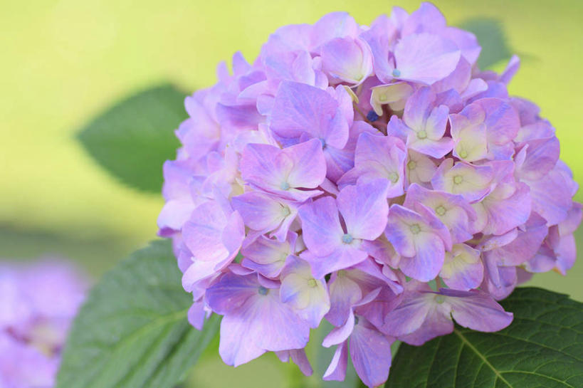 无人,横图,俯视,室外,特写,白天,旅游,度假,骄傲,草地,草坪,美景,植物,八仙花,长野县,日本,亚洲,许多,阴影,朦胧,模糊,盛开,光线,影子,景观,花蕾,娱乐,草,花,花瓣,花朵,鲜花,粉色,绿色,阳光,自然,花苞,花蕊,绣球花,享受,休闲,景色,放松,紫阳花,洋绣球,自然风光,东亚,本州,本州岛,日本国,中部地方,长野,草绣球,斗球,七变化,粉团花,善变,彩图,高角度拍摄