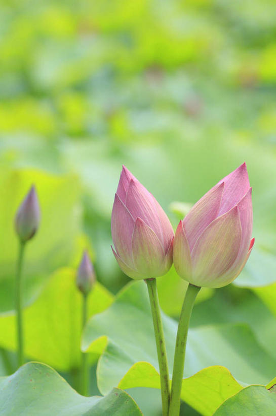 无人,竖图,俯视,室外,特写,白天,旅游,度假,美景,睡莲,叶子,长野县,日本,亚洲,许多,阴影,朦胧,模糊,盛开,光线,影子,景观,绿叶,花蕾,娱乐,花,花瓣,花朵,鲜花,粉色,阳光,自然,花苞,花蕊,享受,休闲,嫩叶,景色,放松,自然风光,东亚,纯真,妖艳,本州,本州岛,日本国,中部地方,长野,水芹花,抒情,洁净,水洋花,子午莲,叶,叶片,彩图,高角度拍摄