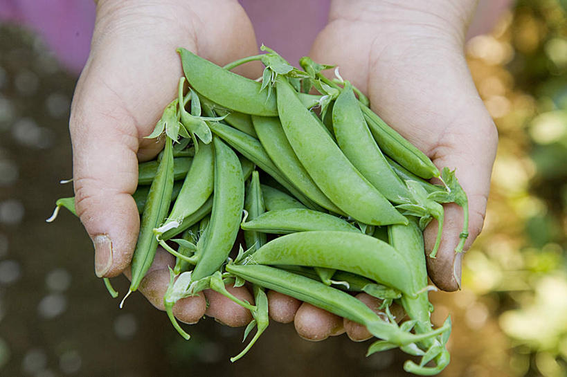 东方人,手,一个人,农田,捧,摸,横图,俯视,室外,特写,白天,庄稼,农作物,植物,蔬菜,亚洲,双手,仅一个年轻女性,仅一个女性,仅一个人,一堆,许多,抚摸,握,堆叠,堆积,朦胧,模糊,新鲜,豆类,豆子,豌豆,食品,拿,拿着,黄种人,荷兰豆,食物,手部,握着,有机食品,绿色食品,堆,雪豆,豆科,寒豆,毕豆,麻累,国豆,小寒豆,麦豌豆,年轻女性,女人,女性,亚洲人,触摸,端,端着,接触,捧着,手捧,半身,彩图,高角度拍摄,耕地,庄稼田