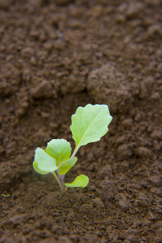 无人,农田,竖图,俯视,室外,白天,旅游,度假,庄稼,农作物,蔬菜,叶子,阴影,新鲜,光线,影子,食品,绿叶,娱乐,幼苗,食物,阳光,享受,休闲,嫩叶,放松,有机食品,绿色食品,秧苗,叶,叶片,彩图,高角度拍摄,耕地,庄稼田