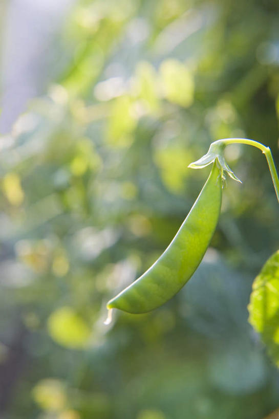 无人,菜园,农田,竖图,俯视,室外,白天,旅游,度假,庄稼,农作物,植物,豆,扁豆,蔬菜,叶子,许多,阴影,新鲜,光线,影子,豆类,豆子,食品,绿叶,娱乐,食物,阳光,享受,休闲,嫩叶,放松,有机食品,绿色食品,豆科,白扁豆,叶,叶片,羊眼豆,沿篱豆,小刀豆,藤豆,树豆,膨皮豆,南豆,南扁豆,凉衍豆,蛾眉豆,茶豆,藊豆,彩图,高角度拍摄,耕地,庄稼田