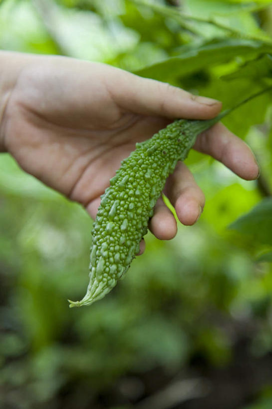 手,菜园,农田,摸,竖图,俯视,室外,白天,旅游,度假,庄稼,农作物,蔬菜,叶子,抚摸,握,阴影,新鲜,光线,影子,苦瓜,食品,绿叶,拿,拿着,娱乐,食物,一个,阳光,享受,休闲,手部,嫩叶,凉瓜,放松,握着,有机食品,绿色食品,单个,君子菜,癞瓜,癞葡萄,叶,叶片,触摸,接触,半身,彩图,高角度拍摄,耕地,庄稼田