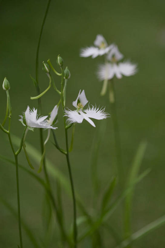 无人,竖图,室外,特写,白天,正面,旅游,度假,草地,草坪,美景,植物,日本,亚洲,阴影,朦胧,模糊,盛开,光线,影子,景观,千叶县,花蕾,娱乐,草,花,花瓣,花朵,鲜花,绿色,白色,阳光,自然,花苞,花蕊,享受,休闲,景色,放松,高雅,自然风光,东亚,本州,关东地方,本州岛,日本国,千叶,淡泊,花中君子,兰花,彩图