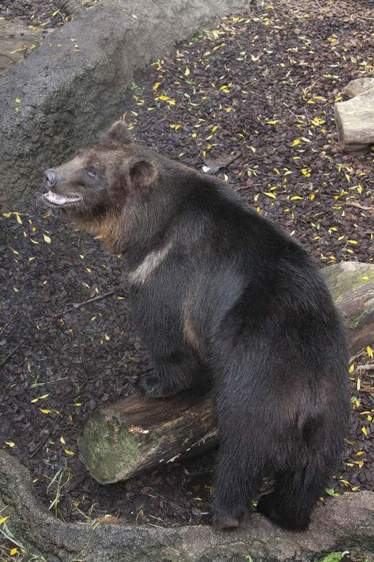 无人,动物园,站,竖图,俯视,室外,白天,旅游,度假,植物,野生动物,熊,阴影,光线,木头,影子,扭头,注视,娱乐,树,树木,一只,绿色,黑色,阳光,自然,动物,观察,看,站着,转头,享受,休闲,放松,生长,成长,观看,察看,关注,凶猛,残暴,凶残,站立,彩图,高角度拍摄,全身