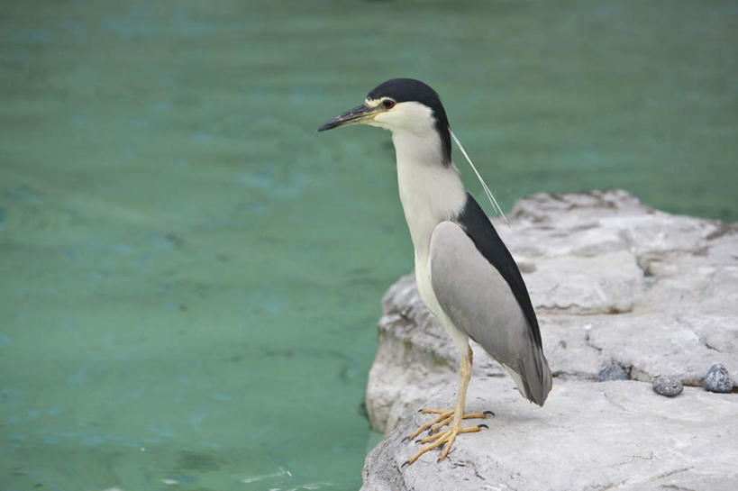 无人,动物园,站,横图,俯视,室外,白天,旅游,度假,湖,湖泊,石头,水,鸟,阴影,波纹,光线,鸟类,石子,影子,湖面,水流,水面,注视,娱乐,一只,水纹,阳光,波浪,湖水,观察,看,站着,享受,休闲,放松,观看,察看,关注,黑冠夜鹭,石块,岩石,夜鹭,站立,彩图,高角度拍摄,全身