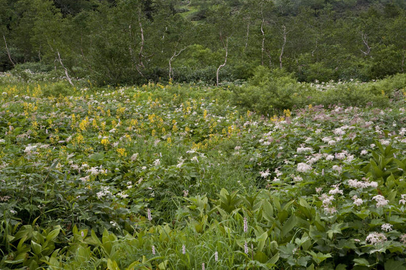 无人,横图,室外,白天,正面,旅游,度假,草地,草坪,花海,花圃,美景,森林,树林,植物,叶子,长野县,日本,亚洲,阴影,盛开,光线,影子,景观,花蕾,娱乐,草,花,花瓣,花朵,花卉,鲜花,树,树木,绿色,白色,阳光,自然,花丛,花束,花田,花苞,花蕊,享受,休闲,景色,放松,生长,成长,自然风光,东亚,本州,本州岛,日本国,中部地方,长野,彩图