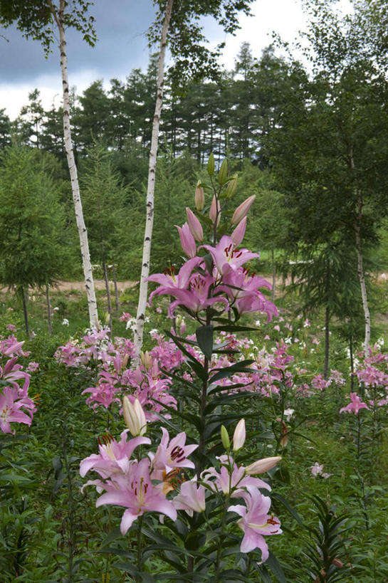 无人,竖图,室外,白天,正面,旅游,度假,草地,草坪,美景,植物,百合花,日本,亚洲,阴影,盛开,光线,影子,景观,云,云朵,花蕾,云彩,娱乐,草,花,花瓣,花朵,鲜花,树,树木,红色,蓝色,绿色,白色,白云,蓝天,天空,阳光,自然,天,花苞,花蕊,享受,休闲,景色,放松,生长,成长,自然风光,东亚,本州,关东地方,本州岛,日本国,栃木,栃木县,强瞿,百合蒜,倒仙,番韭,山丹,彩图