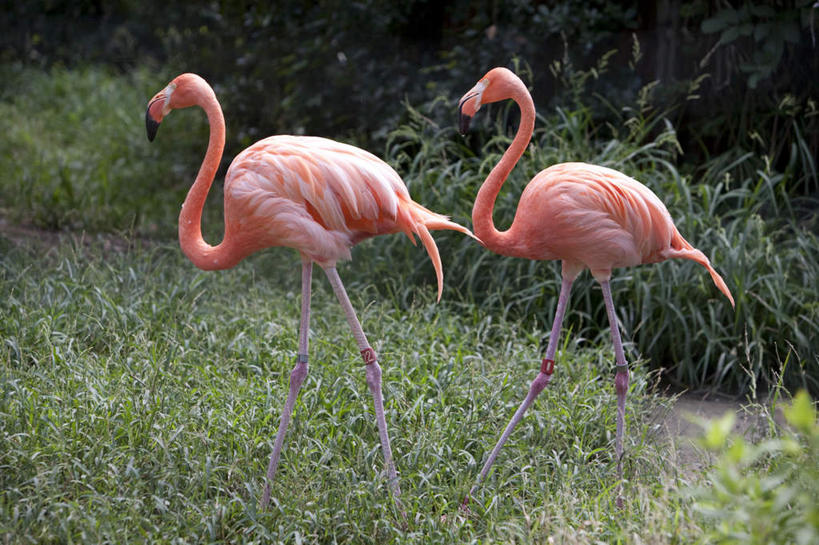 无人,动物园,站,横图,室外,白天,侧面,旅游,度假,草地,草坪,植物,野生动物,阴影,光线,红鹤,火烈鸟,影子,注视,娱乐,草,树,树木,绿色,阳光,自然,动物,观察,看,站着,两只,享受,休闲,放松,可爱,活泼,生长,成长,观看,察看,关注,站立,彩图,全身