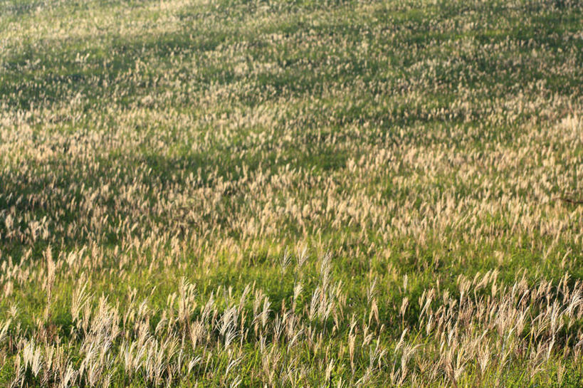 无人,农田,横图,俯视,室外,白天,旅游,度假,庄稼,农作物,小麦,草地,草坪,美景,植物,长野县,日本,亚洲,阴影,光线,影子,景观,谷物,娱乐,草,绿色,阳光,自然,享受,休闲,稻谷,稻子,景色,放松,麦子,自然风光,东亚,本州,本州岛,日本国,中部地方,长野,彩图,高角度拍摄,耕地,庄稼田