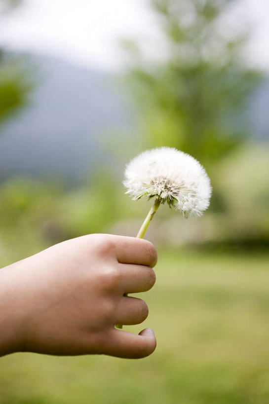手,摸,竖图,室外,特写,白天,侧面,爱情,旅游,度假,草地,草坪,植物,蒲公英,抚摸,握,阴影,朦胧,模糊,盛开,光线,影子,拿,花蕾,拿着,娱乐,草,花,花瓣,花朵,鲜花,树,树木,一朵,蓝色,绿色,白色,蓝天,天空,阳光,自然,天,花苞,花蕊,享受,休闲,手部,放松,握着,生长,成长,开朗,蒲公草,尿床草,触摸,接触,半身,彩图