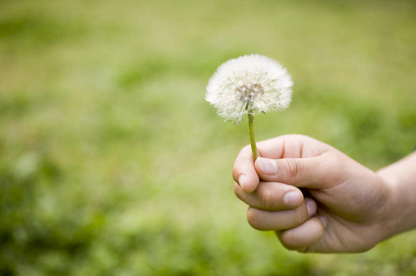 手,摸,横图,俯视,室外,特写,白天,爱情,旅游,度假,草地,草坪,植物,蒲公英,抚摸,握,阴影,朦胧,模糊,盛开,光线,影子,拿,花蕾,拿着,娱乐,草,花,花瓣,花朵,鲜花,一朵,绿色,白色,阳光,花苞,花蕊,享受,休闲,手部,放松,握着,开朗,蒲公草,尿床草,触摸,接触,半身,彩图,高角度拍摄