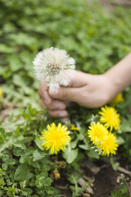 东方人,手,一个人,摸,竖图,俯视,室外,白天,爱情,草地,草坪,美景,植物,蒲公英,亚洲,仅一个年轻女性,仅一个女性,仅一个人,抚摸,握,盛开,景观,拿,花蕾,拿着,黄种人,草,花,花瓣,花朵,鲜花,黄色,绿色,白色,自然,花苞,花蕊,手部,景色,握着,单手,自然风光,开朗,年轻女性,女人,女性,亚洲人,蒲公草,尿床草,触摸,接触,半身,彩图,高角度拍摄