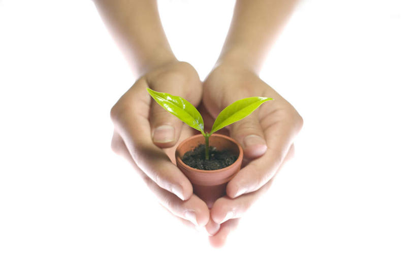 手,捧,摸,横图,俯视,室内,特写,白天,白色背景,植物,叶子,抚摸,握,阴影,光线,盆栽,影子,绿叶,盆景,拿,拿着,一个,绿色,阳光,自然,手部,嫩叶,握着,摄影,影棚,生长,单个,成长,叶,叶片,触摸,端,端着,接触,捧着,手捧,半身,彩图,高角度拍摄,影棚拍摄,拍摄