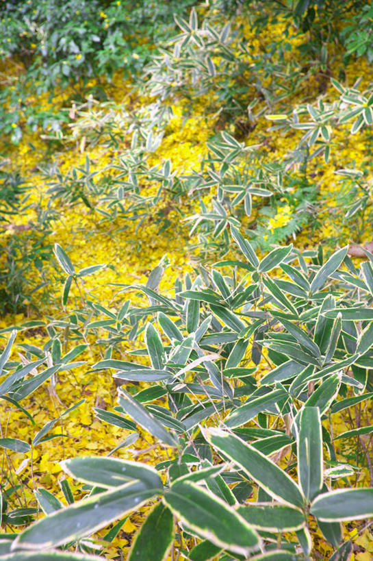 无人,竖图,俯视,室外,白天,旅游,度假,草地,草坪,美景,植物,银杏树,叶子,神奈川,日本,亚洲,阴影,光线,影子,景观,绿叶,神奈川县,娱乐,草,绿色,阳光,自然,享受,休闲,嫩叶,景色,放松,自然风光,东亚,本州,关东地方,本州岛,日本国,鸭脚树,叶,叶片,银杏,公孙树,白果,彩图,高角度拍摄