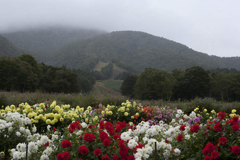 无人,横图,室外,白天,正面,旅游,度假,草地,草坪,美景,山,山脉,植物,牡丹花,长野县,日本,亚洲,阴影,盛开,光线,影子,景观,山峰,山峦,花蕾,娱乐,草,花,花瓣,花朵,鲜花,树,树木,黄色,红色,绿色,白色,阳光,自然,群山,花苞,花蕊,享受,休闲,景色,放松,生长,成长,富贵,自然风光,东亚,本州,本州岛,日本国,中部地方,长野,鼠姑,鹿韭,白茸,百雨金,浓情,圆满,富贵花,洛阳花,牡丹,木芍药,芍药,彩图