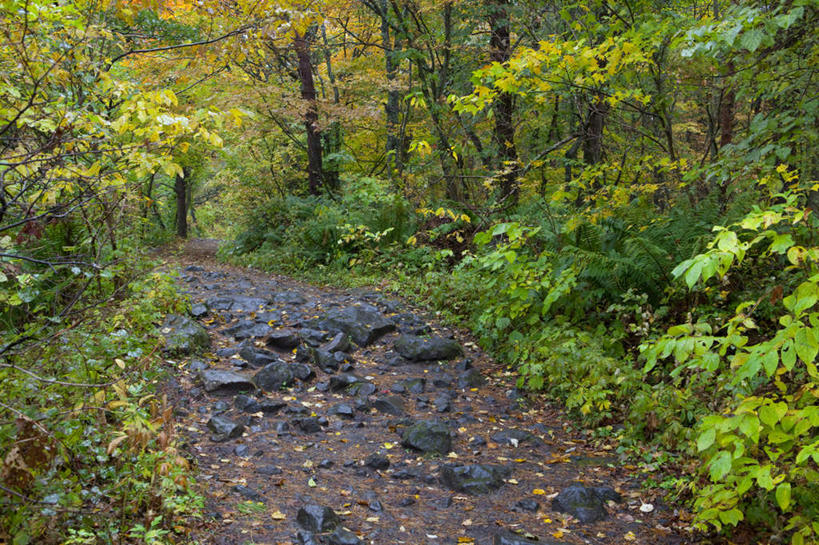 无人,横图,俯视,室外,白天,旅游,度假,草地,草坪,石头,美景,植物,道路,路,日本,亚洲,阴影,光线,石子,影子,景观,小路,交通,娱乐,草,树,树木,绿色,阳光,自然,享受,休闲,景色,放松,乡间小路,生长,成长,自然风光,东亚,本州,本州岛,日本国,东北地方,福岛,福岛县,石块,彩图,高角度拍摄