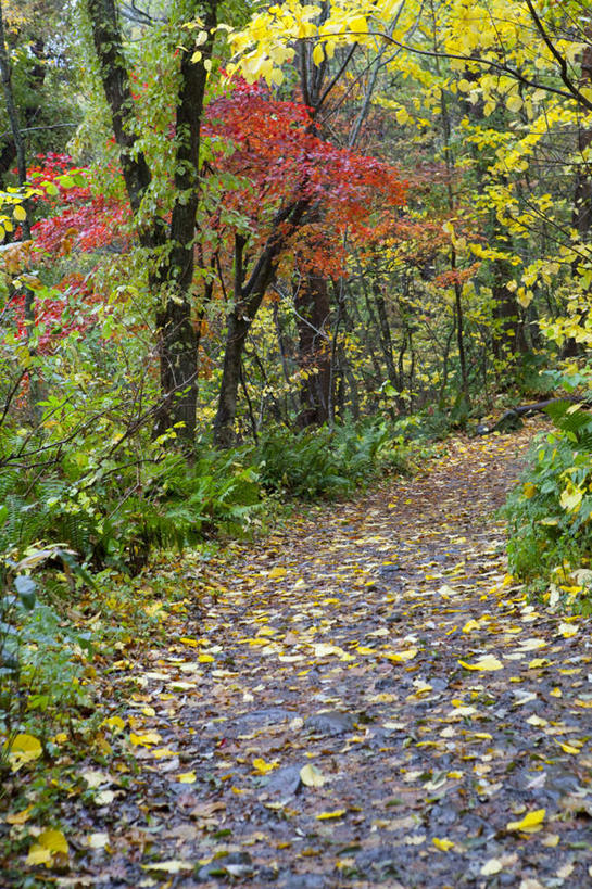 无人,竖图,俯视,室外,白天,旅游,度假,草地,草坪,石头,美景,植物,道路,路,日本,亚洲,阴影,光线,石子,影子,景观,小路,交通,娱乐,草,树,树木,绿色,阳光,自然,享受,休闲,景色,放松,乡间小路,生长,成长,自然风光,东亚,本州,本州岛,日本国,东北地方,福岛,福岛县,石块,彩图,高角度拍摄