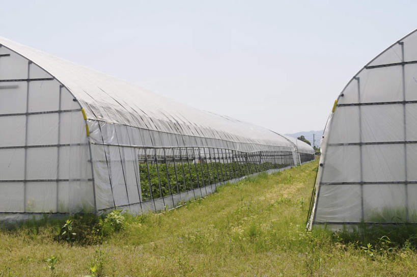 无人,农田,横图,室外,白天,正面,旅游,度假,庄稼,农作物,草地,草坪,美景,植物,蔬菜,日本,亚洲,一排,许多,阴影,新鲜,整齐,光线,方格,影子,帐篷,景观,食品,温室,娱乐,草,食物,排列,绿色,阳光,自然,享受,休闲,景色,放松,有机食品,绿色食品,队列,自然风光,东亚,秧苗,本州,本州岛,日本国,近畿地方,近畿,兵库,兵库县,彩图,耕地,庄稼田