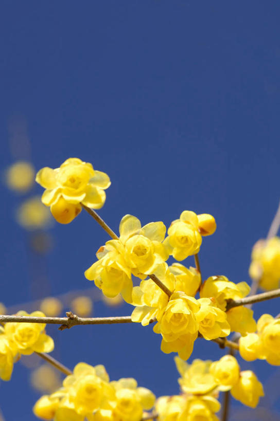 无人,竖图,室外,特写,白天,仰视,旅游,度假,美景,神奈川,日本,亚洲,阴影,朦胧,模糊,盛开,光线,影子,景观,神奈川县,花蕾,娱乐,花,花瓣,花朵,鲜花,黄色,蓝色,蓝天,天空,阳光,自然,天,花苞,花蕊,享受,休闲,景色,放松,晴朗,自然风光,东亚,本州,万里无云,关东地方,本州岛,日本国,晴空,晴空万里,彩图,低角度拍摄