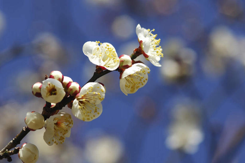 无人,横图,室外,特写,白天,仰视,旅游,度假,美景,阴影,朦胧,模糊,盛开,光线,影子,景观,梅花,纸条,花蕾,娱乐,花,花瓣,花朵,鲜花,蓝色,白色,蓝天,天空,阳光,自然,天,花苞,花蕊,享受,休闲,景色,放松,晴朗,自然风光,万里无云,晴空,晴空万里,彩图,低角度拍摄