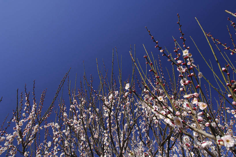 无人,横图,室外,白天,仰视,旅游,度假,美景,阴影,盛开,光线,影子,景观,梅花,纸条,花蕾,娱乐,花,花瓣,花朵,鲜花,蓝色,白色,蓝天,天空,阳光,自然,天,花苞,花蕊,享受,休闲,景色,放松,晴朗,自然风光,万里无云,晴空,晴空万里,彩图,低角度拍摄