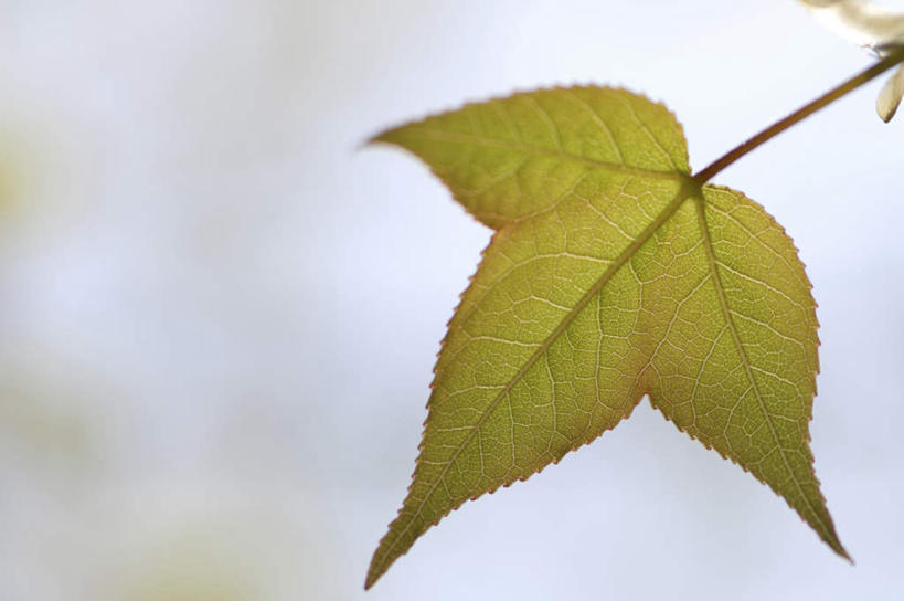 无人,横图,室外,特写,白天,正面,旅游,度假,美景,植物,叶子,一片,阴影,朦胧,模糊,光线,纹理,影子,景观,绿叶,娱乐,蓝色,绿色,蓝天,天空,阳光,自然,天,享受,休闲,嫩叶,景色,放松,自然风光,肌理,叶,叶片,叶脉,彩图