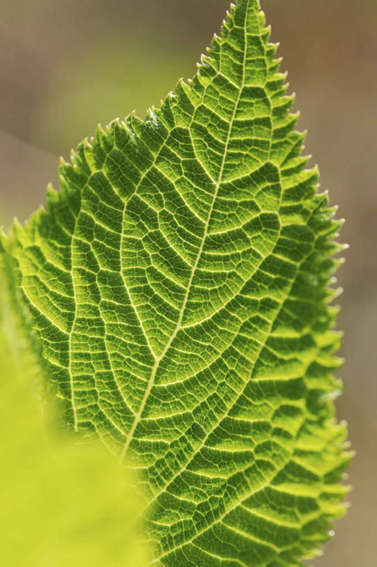 无人,竖图,俯视,室外,特写,白天,旅游,度假,美景,植物,叶子,一片,阴影,朦胧,模糊,光线,纹理,影子,景观,绿叶,娱乐,蓝色,绿色,蓝天,天空,阳光,自然,天,享受,休闲,嫩叶,景色,放松,自然风光,肌理,叶,叶片,叶脉,彩图,高角度拍摄