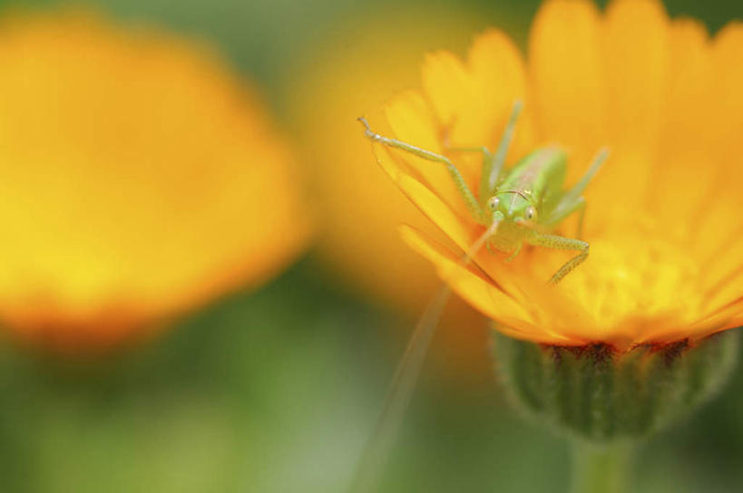 无人,横图,俯视,室外,特写,白天,旅游,度假,美景,阴影,朦胧,模糊,盛开,光线,昆虫,蚱蜢,影子,景观,万寿菊,花蕾,娱乐,花,花瓣,花朵,鲜花,一只,黄色,绿色,阳光,自然,动物,花苞,花蕊,趴着,享受,休闲,健康,景色,放松,自然风光,益虫,长寿,臭芙蓉,蜂窝菊,友情,趴,彩图,高角度拍摄