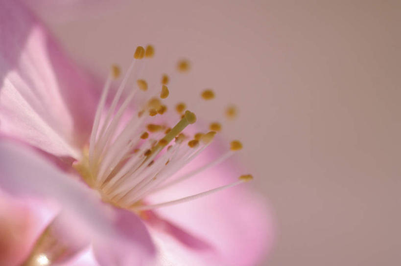 无人,横图,俯视,室内,特写,白天,旅游,度假,美景,樱花,阴影,朦胧,模糊,盛开,光线,影子,景观,花蕾,娱乐,花,花瓣,花朵,鲜花,一朵,粉色,阳光,自然,花苞,花蕊,享受,休闲,景色,放松,自然风光,仙樱花,福岛樱,青肤樱,荆桃,彩图,高角度拍摄