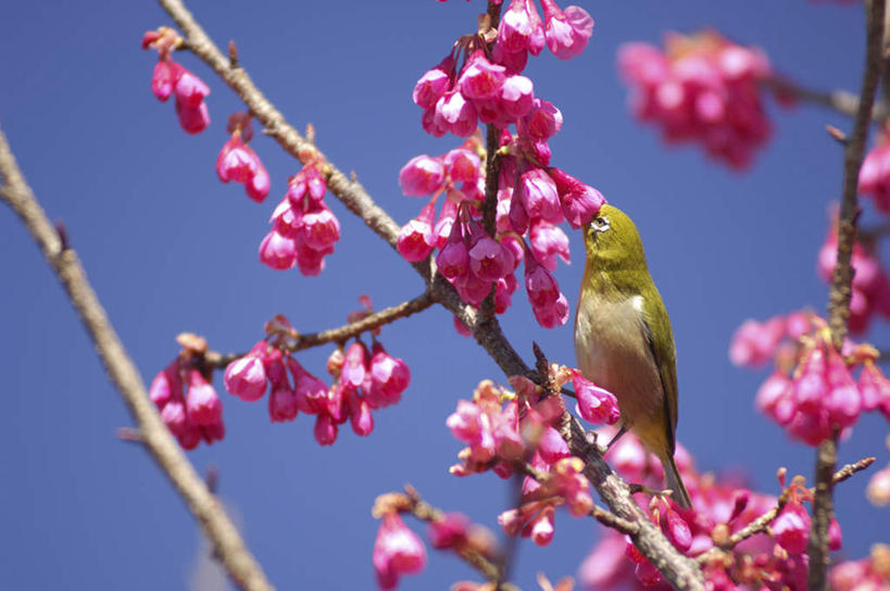 无人,站,横图,室外,特写,白天,仰视,旅游,度假,美景,樱花,鸟,阴影,朦胧,模糊,盛开,光线,鸟类,影子,景观,花蕾,注视,娱乐,花,花瓣,花朵,鲜花,一只,粉色,蓝色,蓝天,天空,阳光,自然,动物,天,花苞,花蕊,观察,看,站着,享受,休闲,景色,放松,可爱,活泼,晴朗,观看,察看,关注,自然风光,暗绿绣眼鸟,万里无云,仙樱花,福岛樱,青肤樱,绣眼,绣眼儿,绣眼鸟,白日眶,观赏鸟,晴空,晴空万里,荆桃,站立,彩图,低角度拍摄