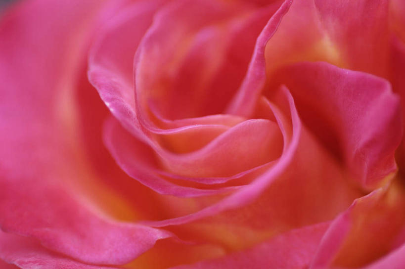 无人,横图,俯视,室内,特写,白天,爱情,幸福,纯洁,热情,玫瑰,阴影,朦胧,模糊,盛开,光线,影子,玫瑰花,浪漫,花蕾,花,花瓣,花朵,鲜花,一朵,粉色,阳光,花苞,花蕊,温暖,温馨,恩爱,和睦,感动,尊敬,天真,刺玫花,徘徊花,彩图,高角度拍摄,融洽