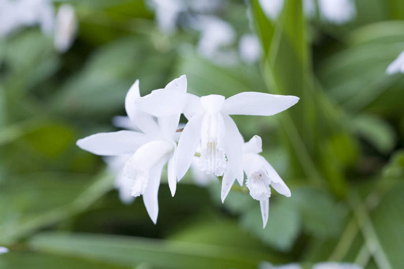 无人,横图,俯视,室外,特写,白天,旅游,度假,美景,叶子,神奈川,日本,亚洲,许多,阴影,朦胧,模糊,盛开,光线,影子,景观,绿叶,横滨,横滨市,神奈川县,花蕾,娱乐,花,花瓣,花朵,鲜花,白色,阳光,自然,花苞,花蕊,享受,休闲,嫩叶,景色,放松,自然风光,东亚,本州,首府,关东地方,本州岛,日本国,兰花,叶,叶片,彩图,高角度拍摄