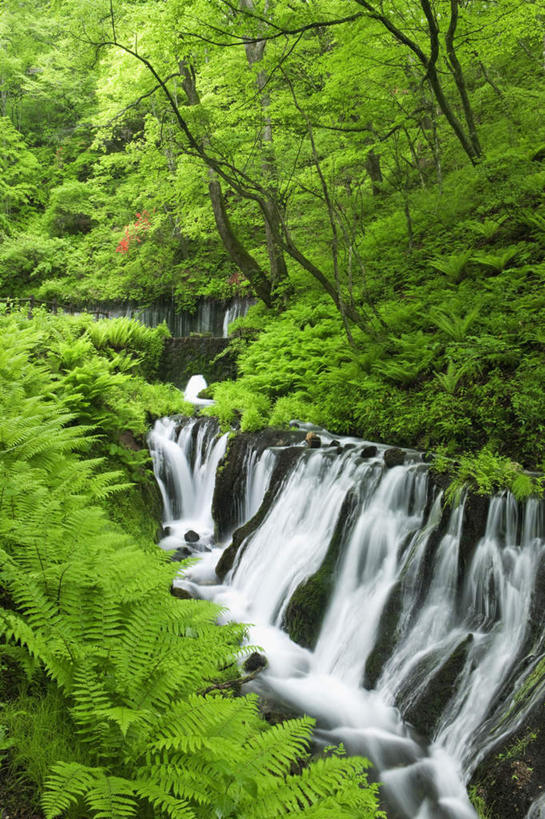 无人,竖图,俯视,室外,白天,旅游,度假,草地,草坪,美景,瀑布,水,植物,长野县,日本,亚洲,阴影,波纹,飞溅,溅,光线,液体,影子,景观,水滴,娱乐,水珠,草,树,树木,绿色,水纹,阳光,自然,波浪,享受,休闲,景色,放松,生长,成长,喷洒,自然风光,东亚,本州,本州岛,日本国,中部地方,长野,跌水,彩图,高角度拍摄