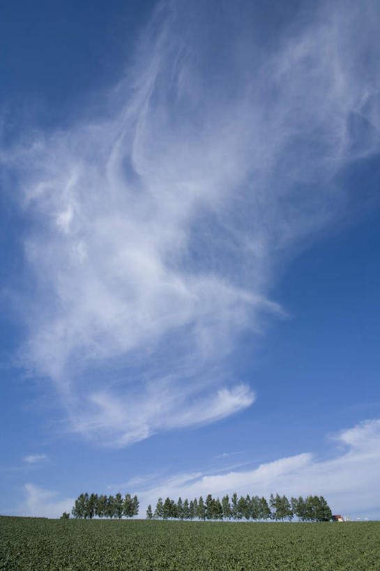 无人,竖图,室外,白天,正面,旅游,度假,草地,草坪,美景,植物,北海道,日本,亚洲,一排,阴影,整齐,光线,影子,景观,云,云朵,云彩,娱乐,草,树,树木,排列,蓝色,绿色,白云,蓝天,天空,阳光,自然,天,享受,休闲,景色,放松,生长,成长,队列,自然风光,东亚,日本国,北海道地方,北海道岛,彩图