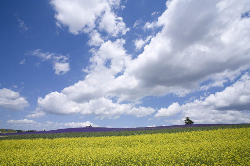 无人,农田,横图,室外,白天,正面,旅游,度假,农业,庄稼,农作物,草地,草坪,美景,植物,北海道,日本,亚洲,阴影,盛开,光线,影子,稻田,景观,云,云朵,花蕾,云彩,娱乐,草,花,花瓣,花朵,鲜花,树,树木,蓝色,绿色,紫色,白云,蓝天,天空,阳光,自然,香草,天,花苞,花蕊,薰衣草,享受,休闲,景色,放松,生长,成长,自然风光,东亚,日本国,北海道地方,北海道岛,灵香草,黄香草,彩图,耕地,庄稼田