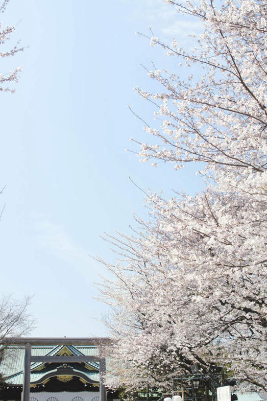 无人,家,竖图,室外,白天,正面,旅游,度假,美景,植物,樱花,东京,日本,亚洲,阴影,盛开,光线,影子,房屋,屋子,景观,云,云朵,花蕾,云彩,娱乐,楼房,住宅,花,花瓣,花朵,鲜花,树,树木,粉色,蓝色,绿色,白云,蓝天,天空,阳光,自然,天,花苞,花蕊,享受,休闲,景色,放松,生长,成长,自然风光,东亚,本州,关东地方,本州岛,日本国,东京都,仙樱花,福岛樱,青肤樱,荆桃,彩图,房子