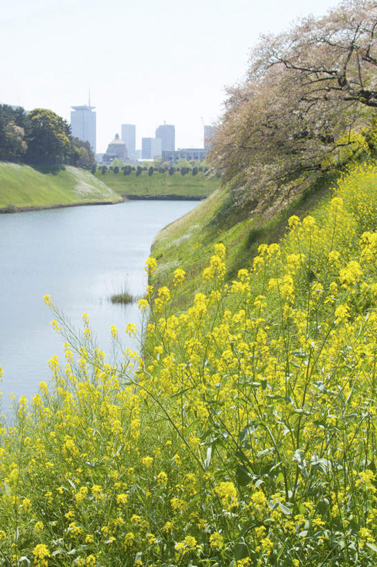 无人,高楼大厦,竖图,室外,白天,正面,度假,湖,湖泊,美景,水,植物,城市风光,城市,大厦,建筑,摩天大楼,樱花,东京,日本,亚洲,阴影,盛开,光线,影子,湖面,景观,水流,水面,云,云朵,花蕾,云彩,娱乐,花,花瓣,花朵,鲜花,树,树木,粉色,黄色,蓝色,绿色,白云,蓝天,天空,阳光,自然,湖水,天,花苞,花蕊,油菜花,享受,休闲,景色,放松,生长,成长,东亚,本州,关东地方,本州岛,日本国,东京都,仙樱花,福岛樱,青肤樱,荆桃,彩图,大楼,高层建筑,高楼,摩天楼