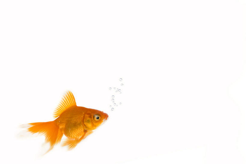 无人,横图,室内,特写,白天,白色背景,侧面,一条,金鱼,鱼,气泡,注视,鱼类,黄色,泡泡,观察,看,摄影,影棚,观看,察看,关注,观赏鱼,金鲫鱼,彩图,全身,影棚拍摄,拍摄