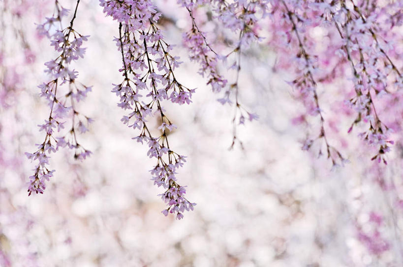 无人,横图,室外,白天,正面,旅游,度假,美景,植物,樱花,京都,日本,亚洲,许多,阴影,朦胧,模糊,盛开,光线,影子,景观,花蕾,娱乐,花,花瓣,花朵,鲜花,树,树木,粉色,蓝色,绿色,蓝天,天空,阳光,自然,天,花苞,花蕊,享受,休闲,景色,放松,京都府,生长,成长,自然风光,东亚,本州,本州岛,日本国,近畿地方,近畿,仙樱花,福岛樱,青肤樱,荆桃,彩图