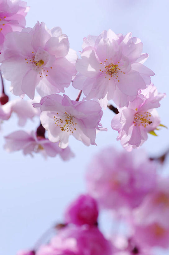 无人,竖图,室外,特写,白天,仰视,旅游,度假,美景,植物,樱花,京都,日本,亚洲,许多,阴影,朦胧,模糊,盛开,光线,影子,景观,花蕾,娱乐,花,花瓣,花朵,鲜花,树,树木,粉色,蓝色,绿色,蓝天,天空,阳光,自然,天,花苞,花蕊,享受,休闲,景色,放松,京都府,生长,成长,自然风光,东亚,本州,本州岛,日本国,近畿地方,近畿,仙樱花,福岛樱,青肤樱,荆桃,彩图,低角度拍摄