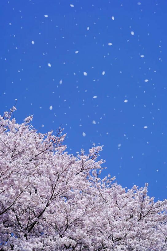 无人,竖图,室外,白天,仰视,旅游,度假,美景,植物,樱花,京都,日本,亚洲,许多,阴影,朦胧,模糊,漂浮,盛开,光线,影子,景观,花蕾,娱乐,花,花瓣,花朵,鲜花,树,树木,粉色,蓝色,绿色,蓝天,天空,阳光,自然,天,花苞,花蕊,享受,休闲,景色,放松,京都府,生长,成长,自然风光,东亚,本州,本州岛,日本国,近畿地方,近畿,仙樱花,福岛樱,青肤樱,荆桃,彩图,低角度拍摄,飘荡